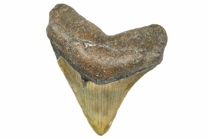 Serrated, Fossil Megalodon Tooth - North Carolina #346344